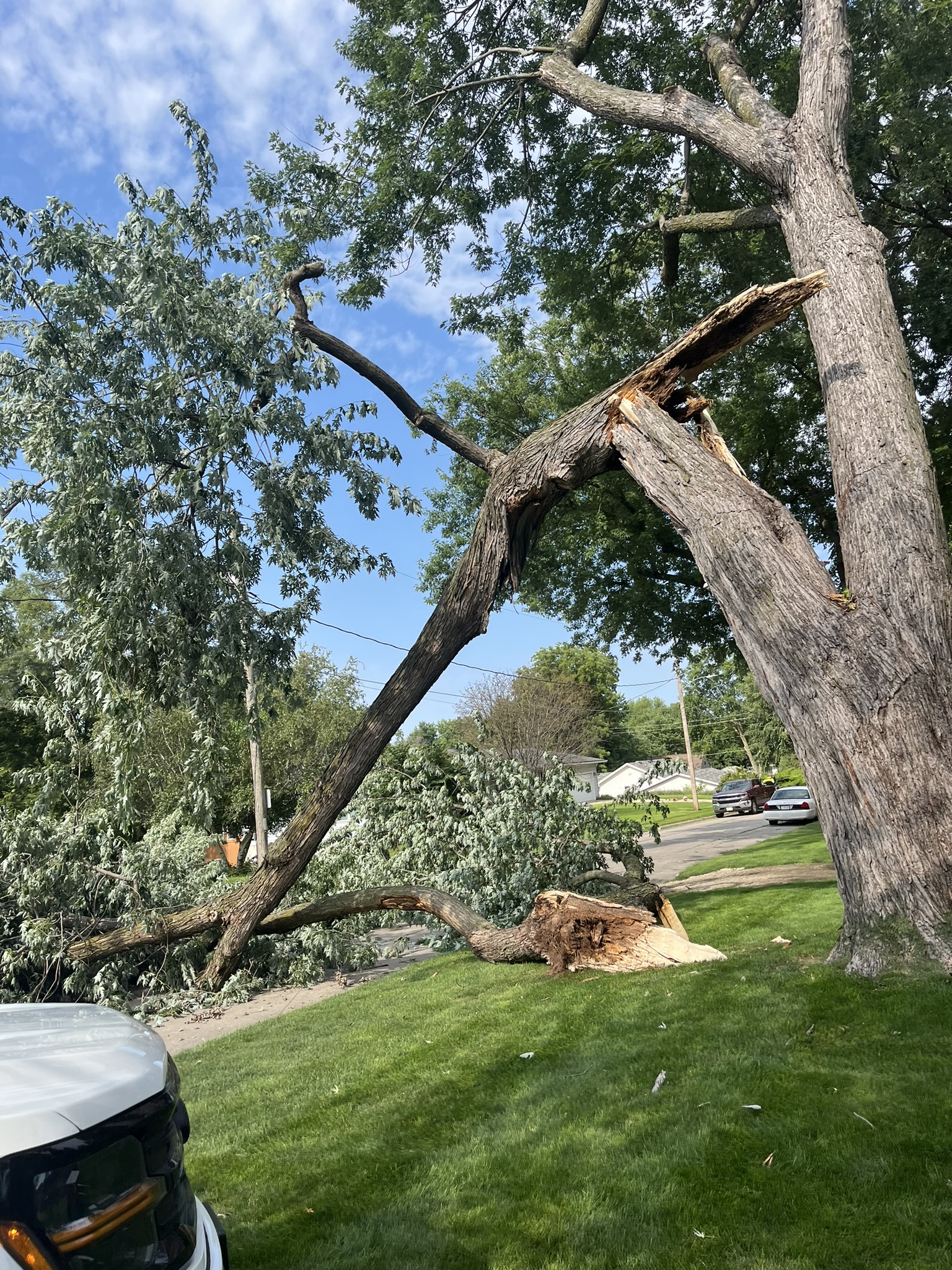 Emergency Tree Removal