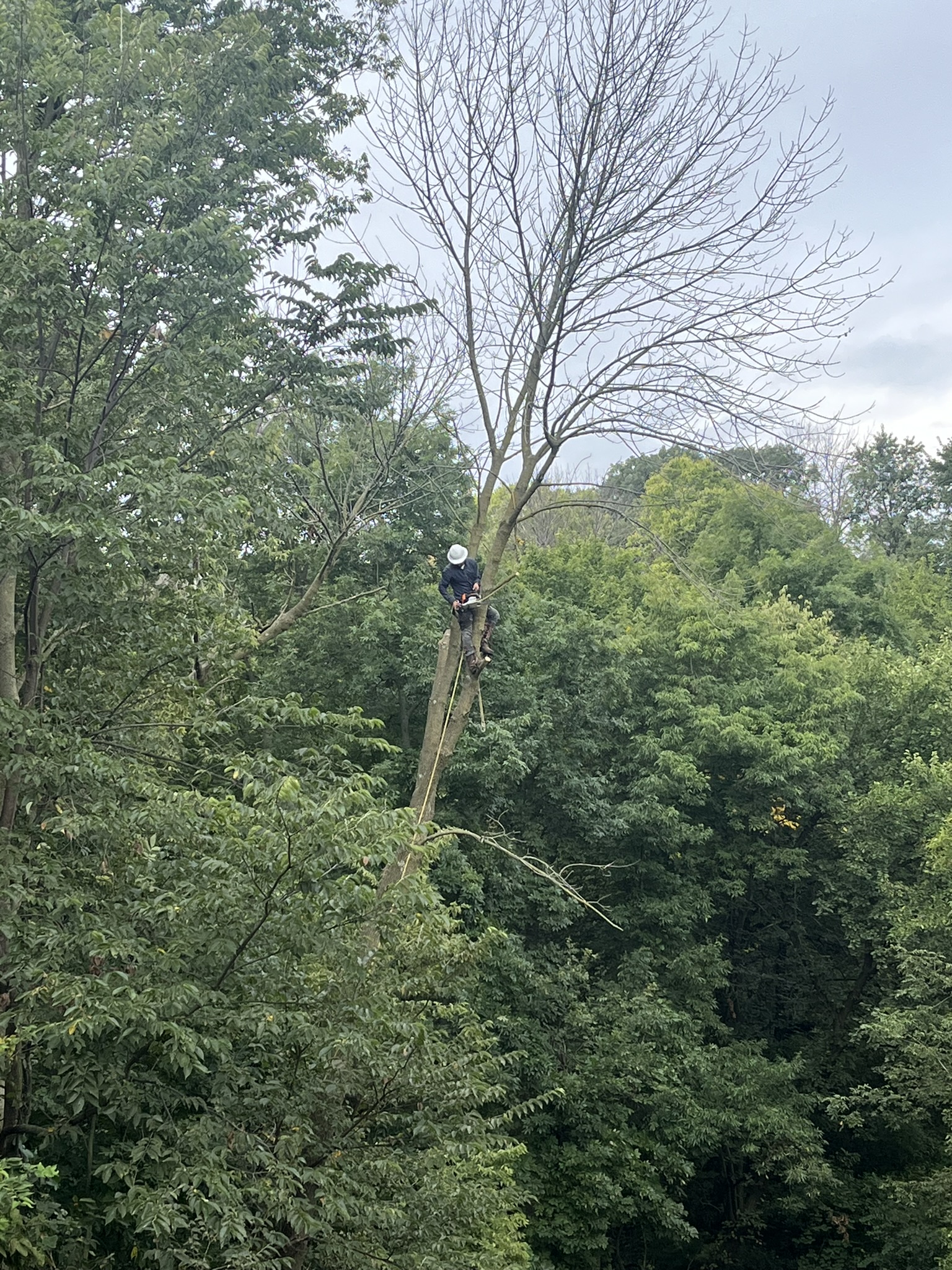 Tree Trimming